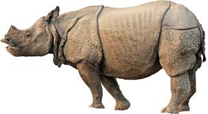Rhinoceros 7.8 Crack